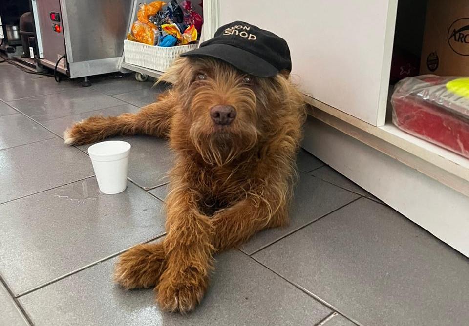 "El Pelu", el amigo fiel que vive en una estación de servicios funense